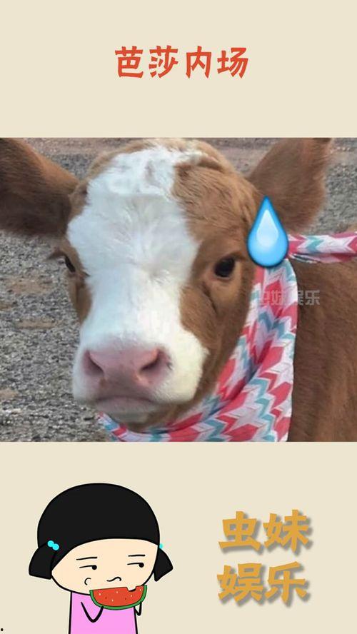 娱乐吃瓜酱心软,揭秘娱乐圈温馨瞬间